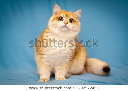 Stockfoto: Red British Shorthair Male Cat