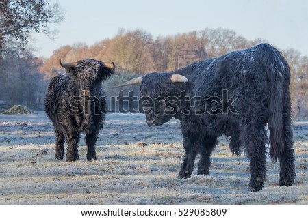 Stock photo: Two Black Scottish Highlanders In Frozen Meadow