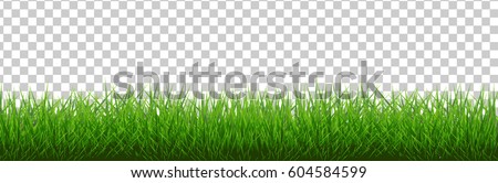 Daisy With Green Grass Background Stok fotoğraf © cammep