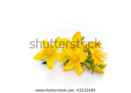 Yellow Beautiful Flowers Of St Johns Wort Imagine de stoc © LianeM