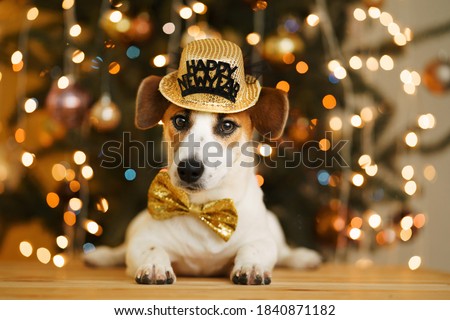 Stock foto: Happy New Year Dog Celberation