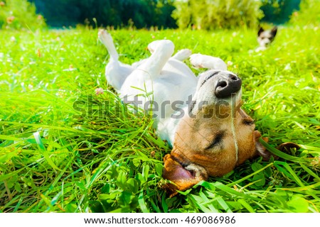 [[stock_photo]]: Dog Sunbathing