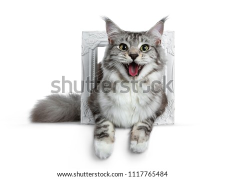 Stock photo: Black Silver Classic Tabby White Maine Coon Kitten