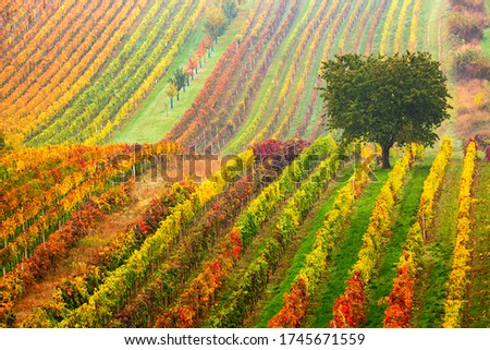 Stock photo: Grapevines In Vineyard Czech Republic