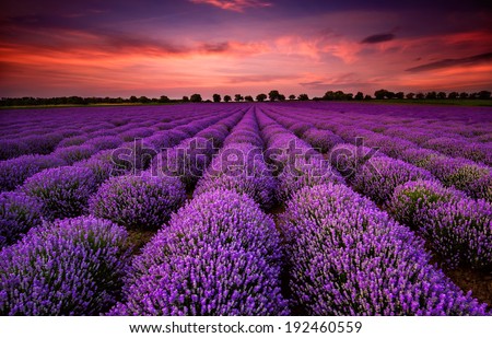 Stock fotó: Stunning Lavender Field Landscape At Sunset In Summer