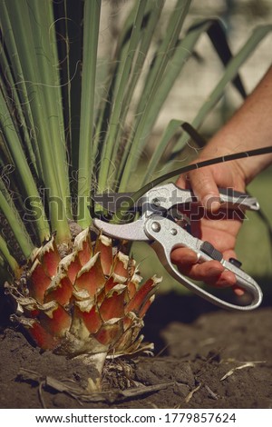 Stock photo: Cultivation Of Trees By Trimming