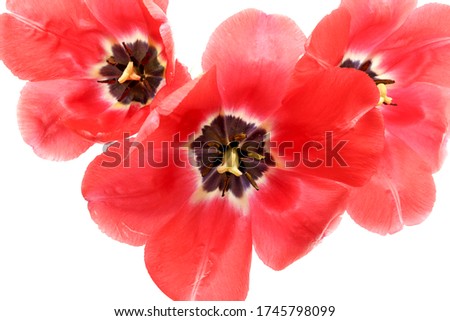 Stock photo: Red Tulips Detail