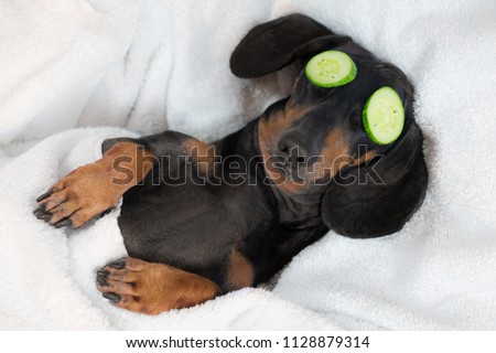 [[stock_photo]]: Dog Spa Wellness