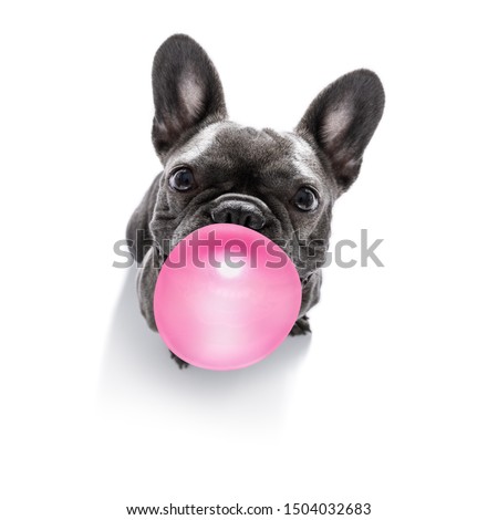 Foto stock: Dog Chewing Bubble Gum