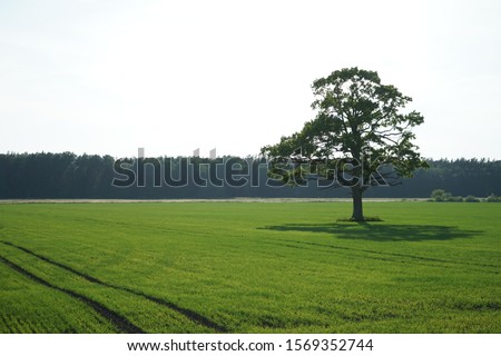 Stock fotó: Trees With Blue Sky