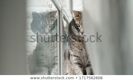 Сток-фото: Beautiful Grey Cat Sitting On Windowsill And Looking To A Window