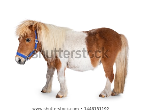 ストックフォト: Shetland Pony