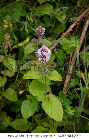 Foto stock: Water Mint Mentha Aquatica