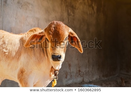 Foto stock: Indian Curious Boy Baby