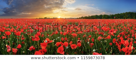 Сток-фото: Poppy In A Field