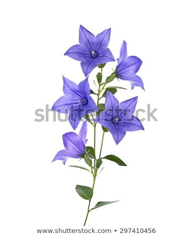 Foto stock: Blue Bells Flowers