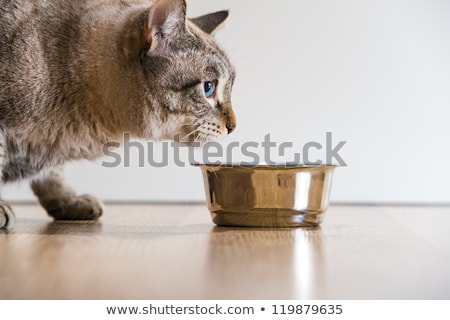 Imagine de stoc: Portrait Of An Active Serious Striped Cat Pet And Cat Food