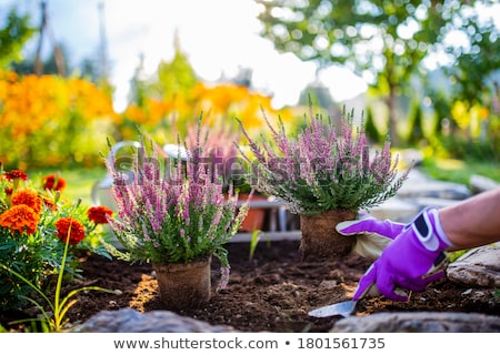 Foto stock: Ardín · de · otoño