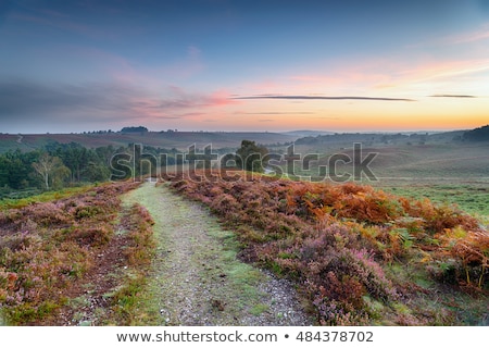 [[stock_photo]]: The New Forest