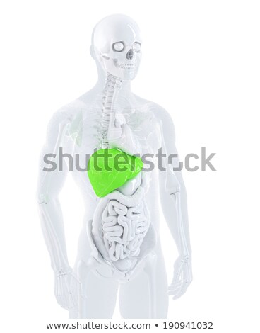 Stock fotó: 3d Illustration Of A Male Anatomy Focused On Male Liver Isolated Contains Clipping Path