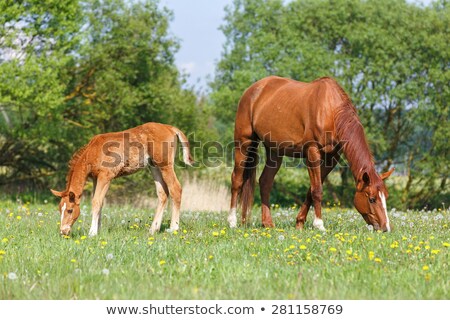 Stock photo: Horses Feeding Outdoors