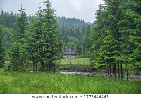 Foto stock: Big Old Spruce