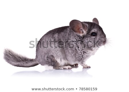 ストックフォト: Chinchilla Baby Isolated Over White Background