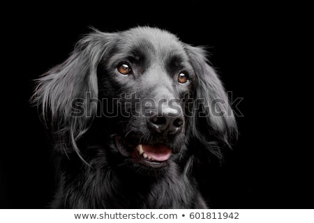 Stok fotoğraf: Mixed Breed Black Dog Portrait In Black Background