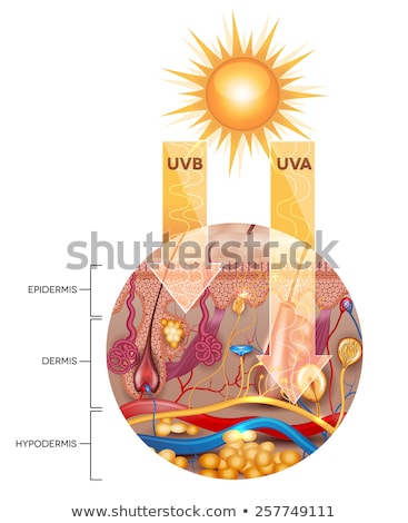 Foto d'archivio: Unprotected Skin Without Sunscreen Lotion Uvb And Uva Penetrate