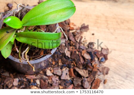 ストックフォト: Orchid In A Pot Without Flowers