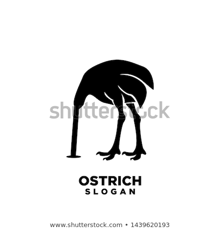 Stock fotó: A Face Of Ostrich