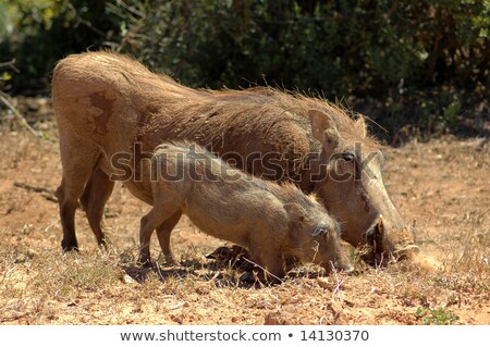 Stok fotoğraf: Mother And Baby Warthog Eating Grass