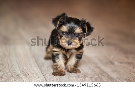 Сток-фото: Puppy Yorkshire Terrier