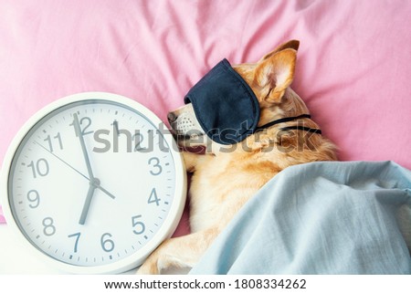 Stok fotoğraf: Sleepyhead Baby Dog