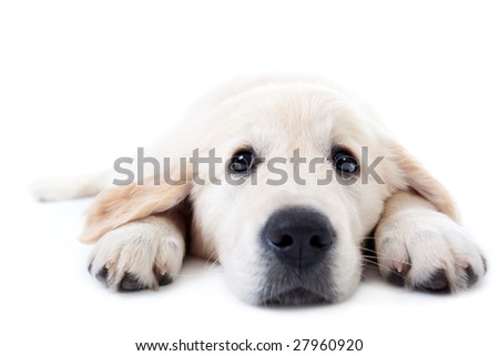 Stock photo: Young Golden Retriever Lying With Stretched Paws