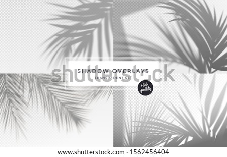 Stock fotó: Palm