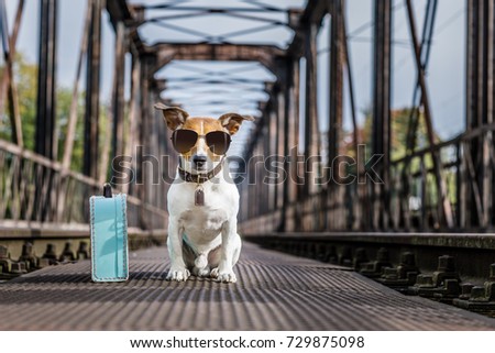 Stock photo: Lost And Homeless Abandoned Dog