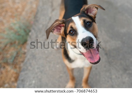 Foto stock: Hungry Curious Dog Looks Up