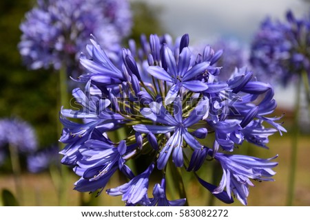 Stock photo: Agapanthus Africanus Flowers