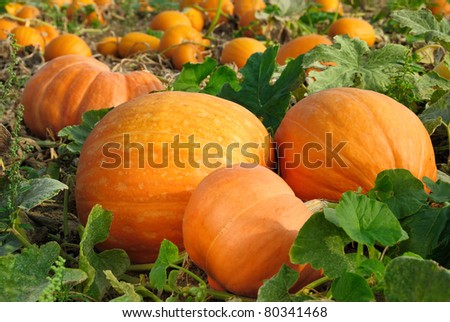 Big Pumpkin Growing On A Pumpkin Patch Foto stock © Smileus