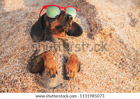 Foto stock: Dog Summer Holiday Vacation