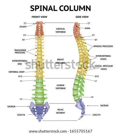 Foto stock: The Spinal Column