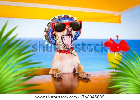 Foto stock: Summer Cokctail Dog