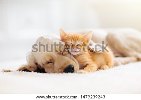 Stock photo: Sleeping Dog