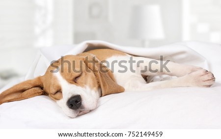 Stock foto: Dog Sleeping