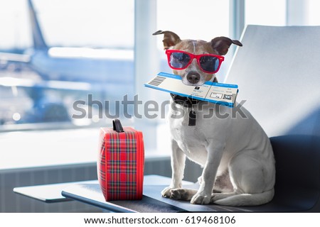 Stock photo: Dog On Vacation Holidays And Luggage Bag