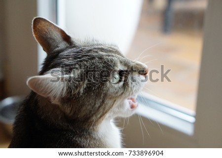 Foto stock: Cat At Window Want Go Ou To The Garden