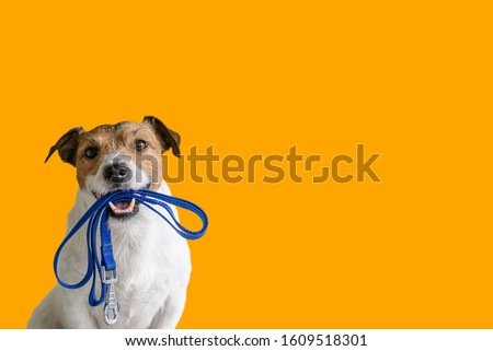 商業照片: Leash Dog Ready For A Walk