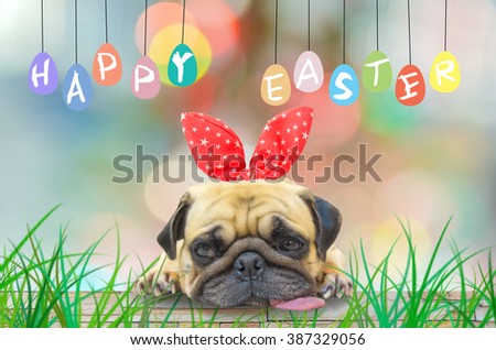 Foto stock: Happy Easter Dog With Eggs