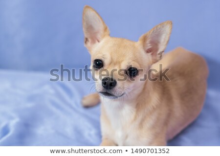 Foto d'archivio: Portrait Of An Adorable Short Haired Chihuahua